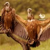 Les vautours particulièrement en danger